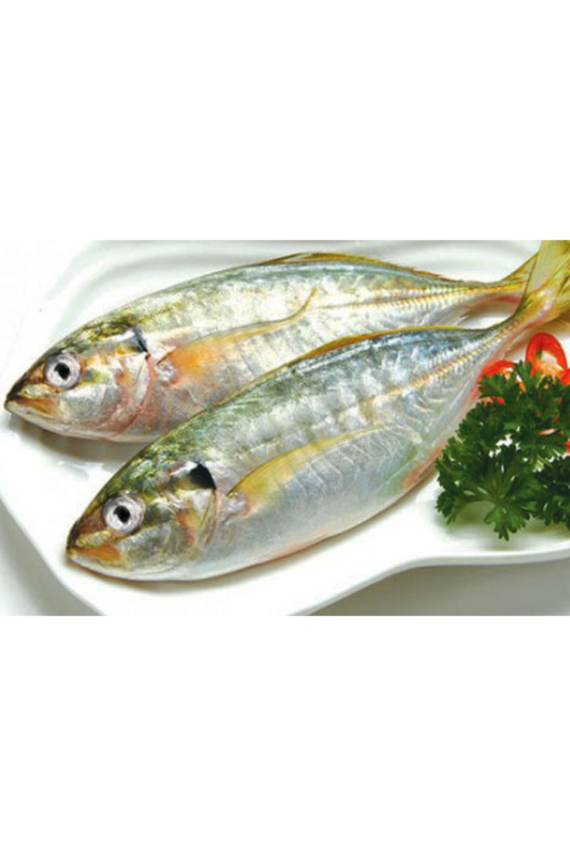 INDIAN MACKERELS