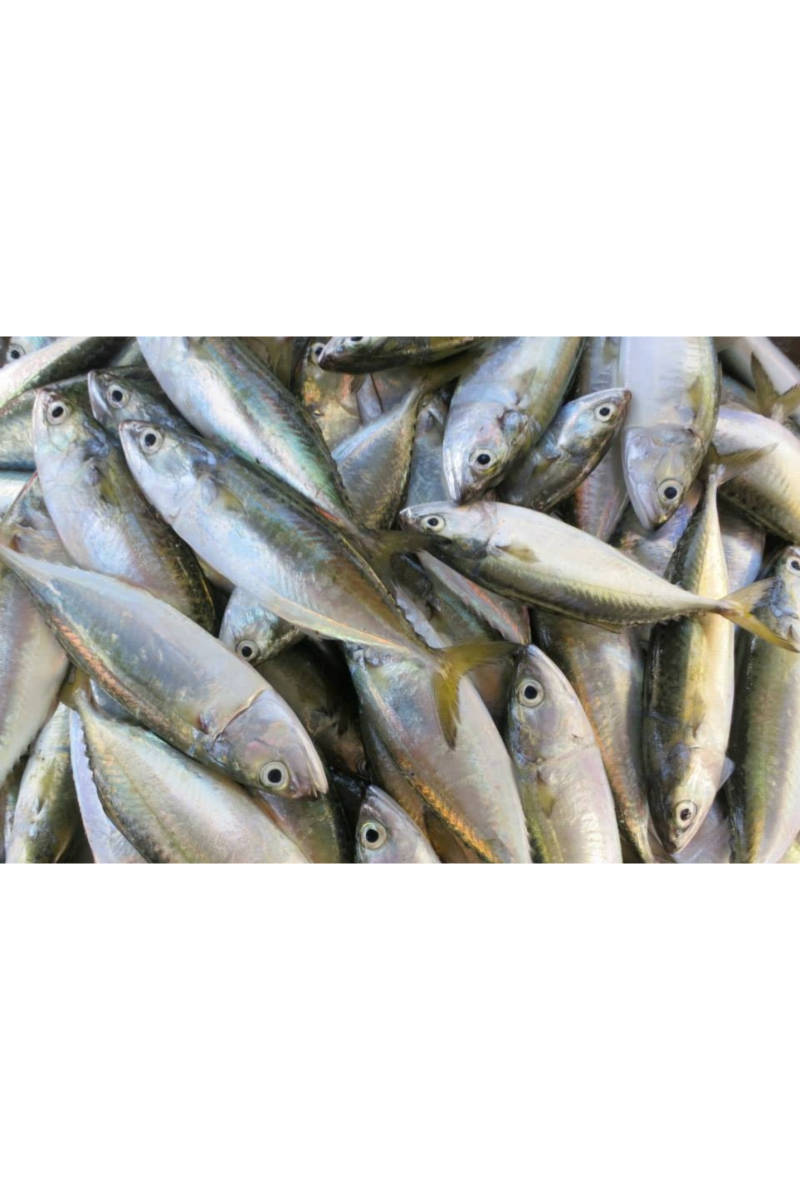 INDIAN MACKERELS