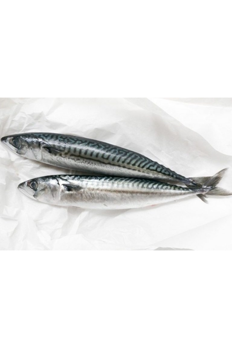 SABA MACKERELS