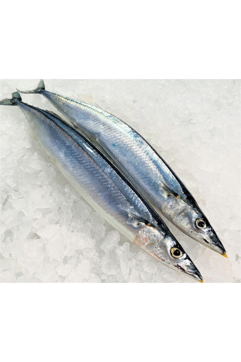 PACIFIC SAURY / MACKEREL PIKE