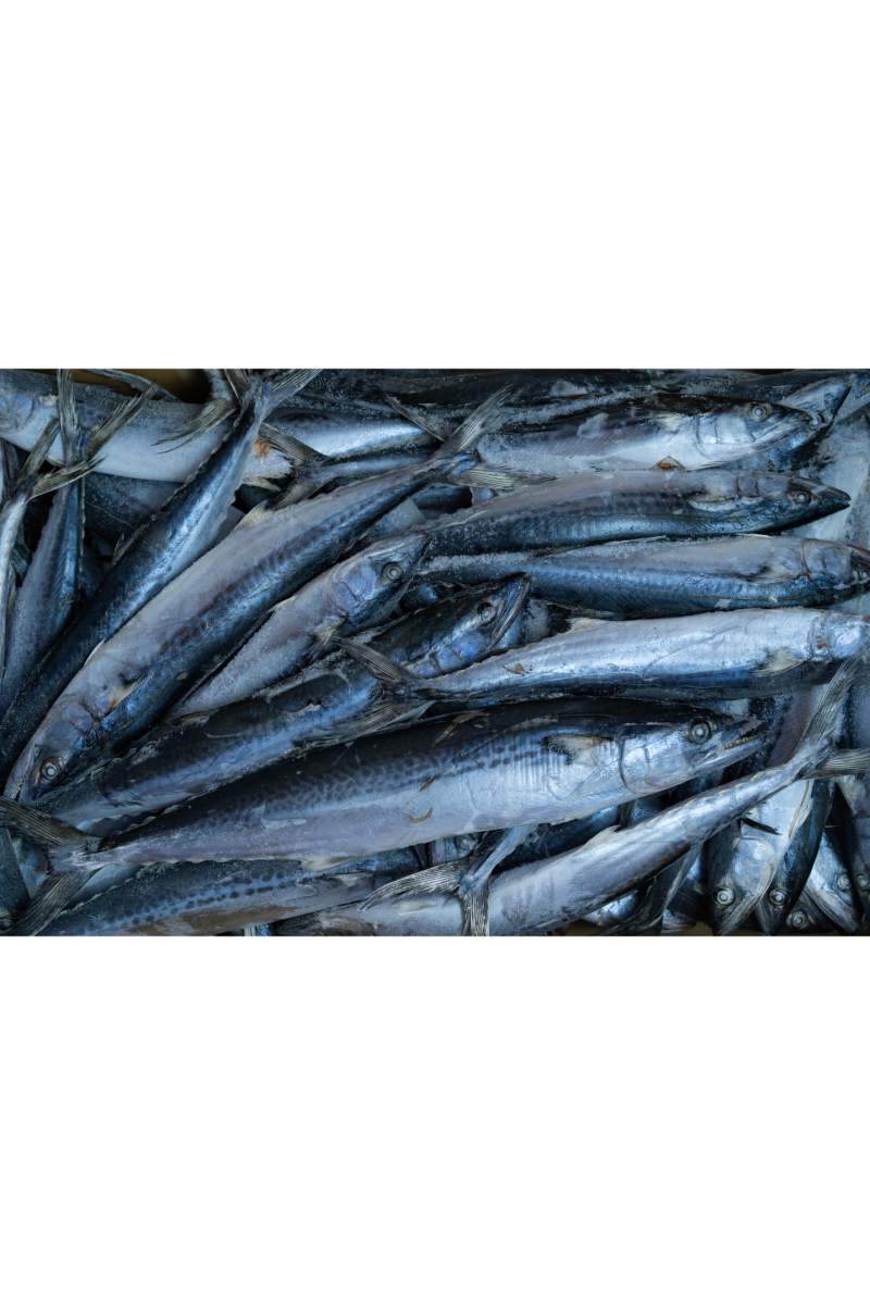 MACKERELS