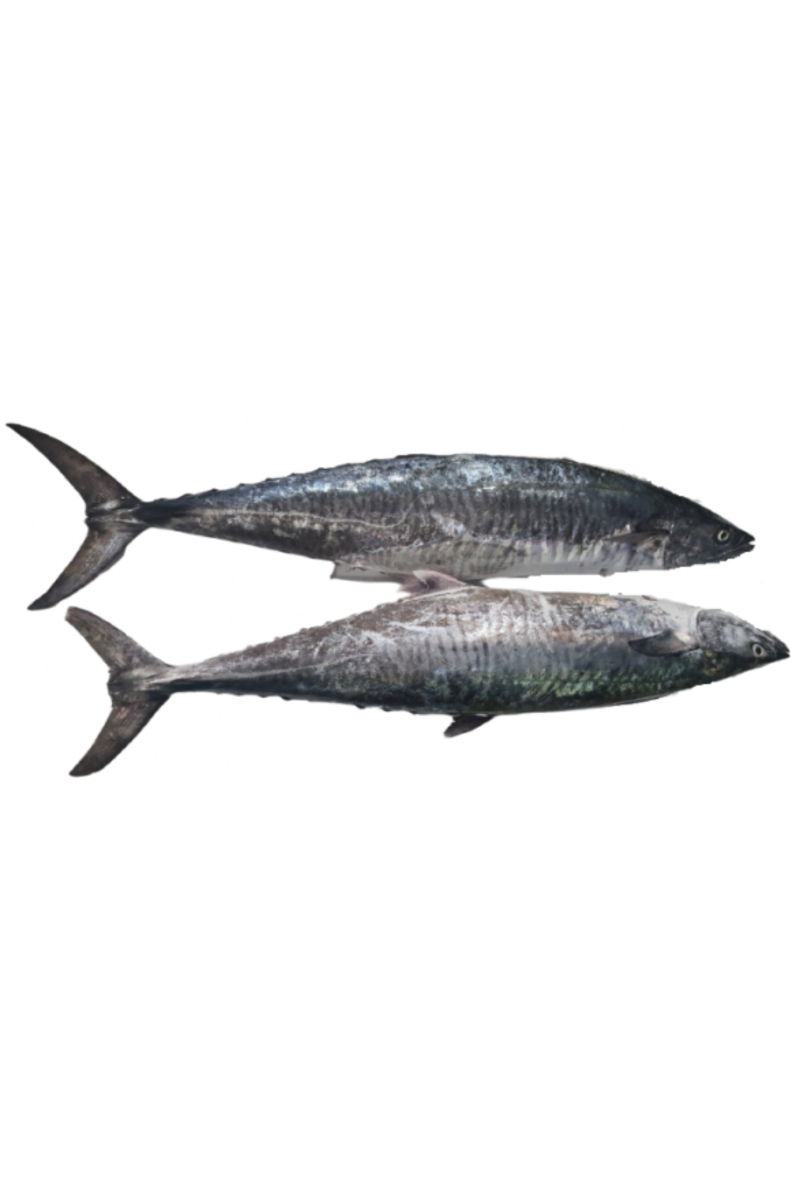 SPANISH MACKERELS