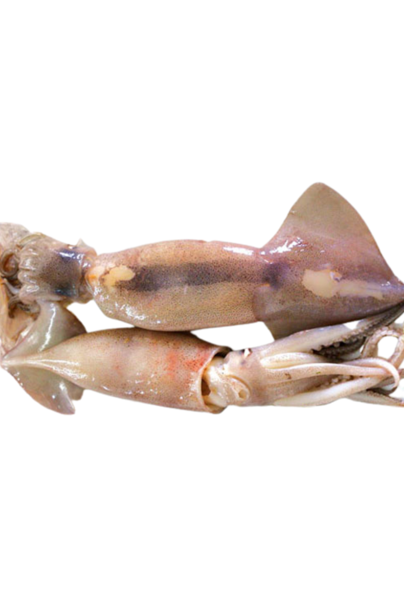 WHOLE PURPLEBACK SQUIDS